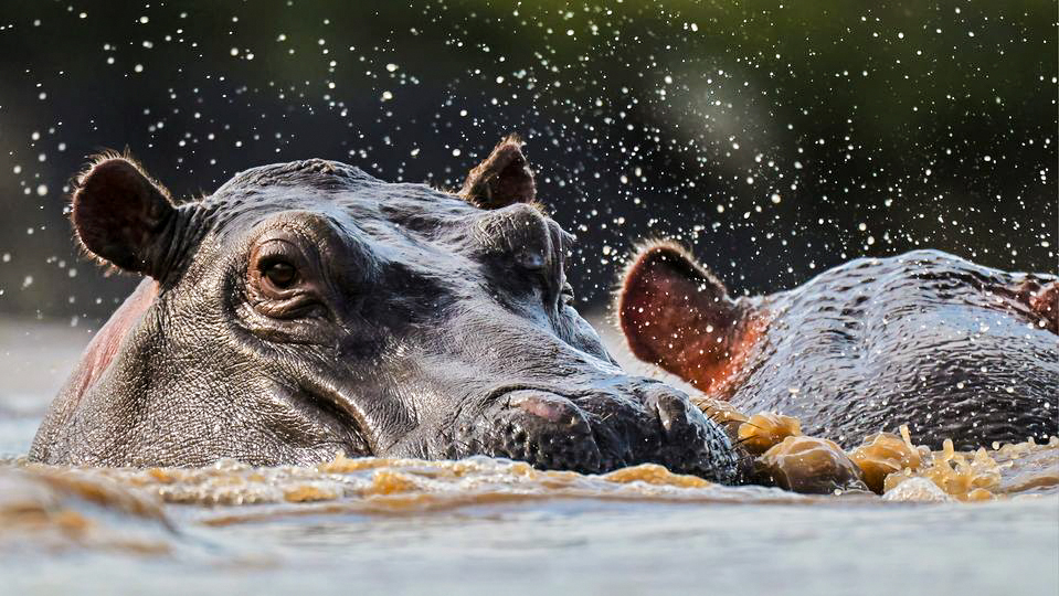 Hippos in Southern Serengeti National Parks (Tanzania National Parks)