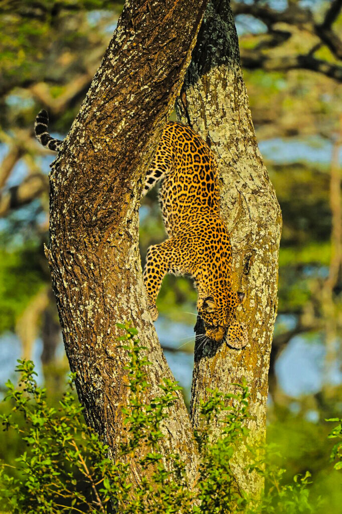 Tree Climbing Cheetah in Tarangire National Park 