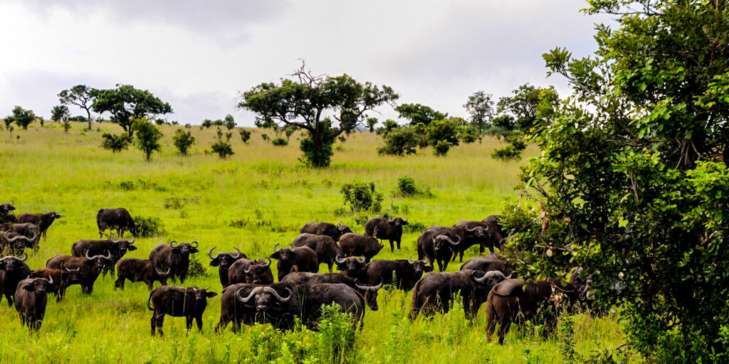 Buffalos in mikumi national Park